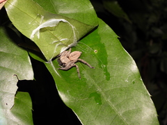 Thelcticopis severa