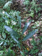 Alpinia intermedia