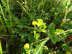 Trifolium campestre