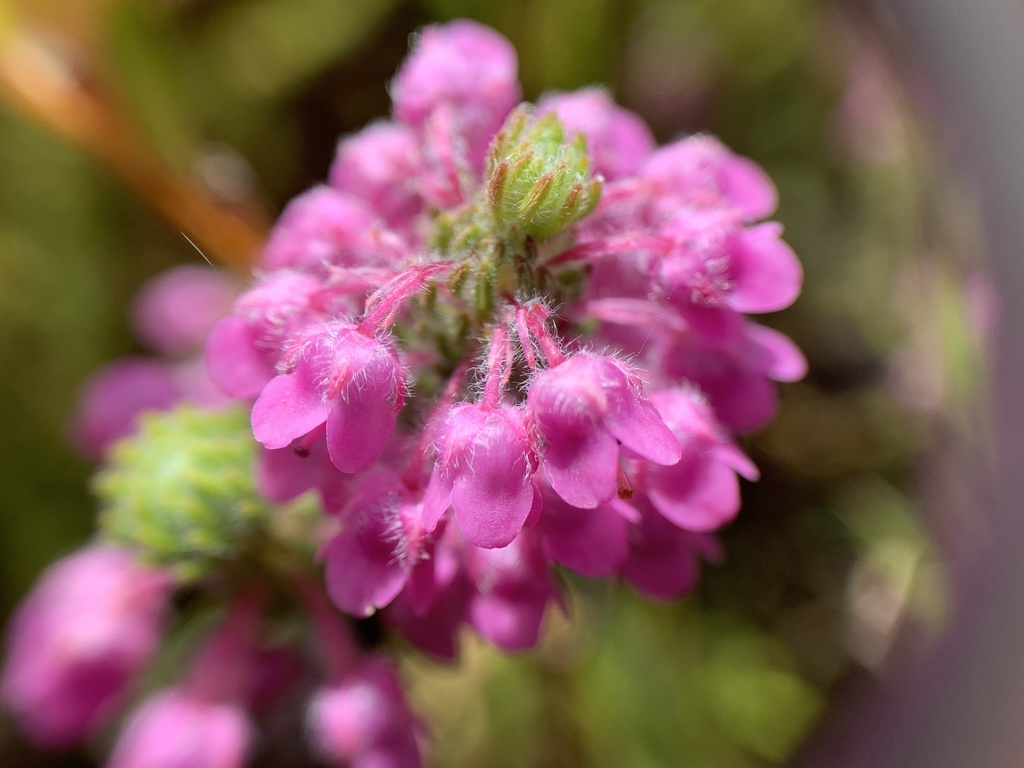 Feathery Heath (Heaths of the Cape Peninsula) · iNaturalist