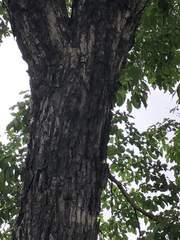 Handroanthus umbellatus