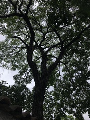 Handroanthus umbellatus