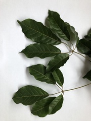 Handroanthus umbellatus