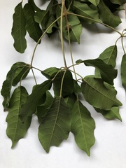 Handroanthus umbellatus