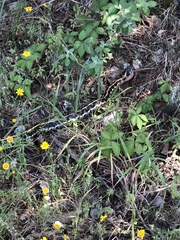 Thamnophis cyrtopsis ocellatus