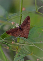 Lepidoptera