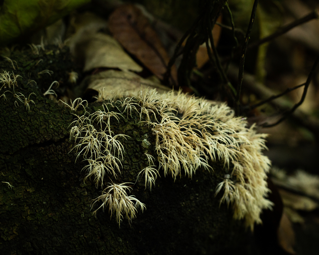 Pterulicium subsimplex · December 2020 · photo: © deniszabin (iNaturalist, cc-by)