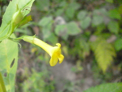 Leucocarpus perfoliatus