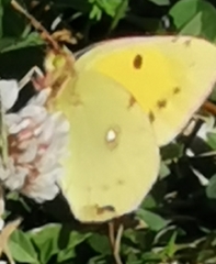 Colias croceus