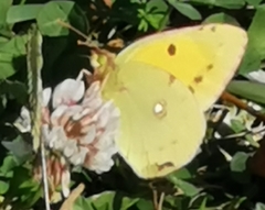 Colias croceus