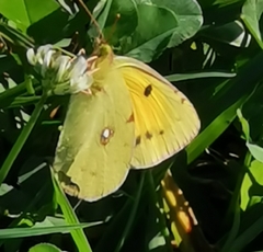 Colias croceus