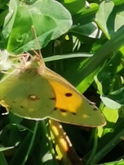 Colias croceus
