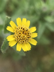 Layia hieracioides