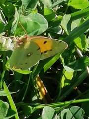 Colias croceus