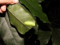 Quasithosea obliquistriga