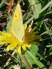 Colias croceus