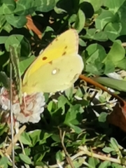 Colias croceus