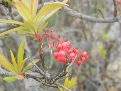 Comarostaphylis glaucescens