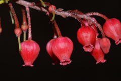 Comarostaphylis glaucescens