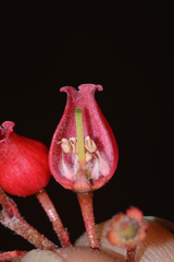 Comarostaphylis glaucescens