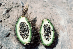 Corryocactus brevistylus