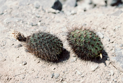 Corryocactus brevistylus