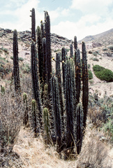 Corryocactus brevistylus