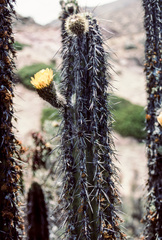 Corryocactus brevistylus