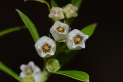 Vaccinium stenophyllum