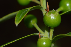 Vaccinium stenophyllum