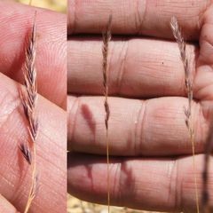 Festuca octoflora tenella