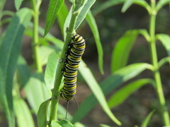 Danaus plexippus