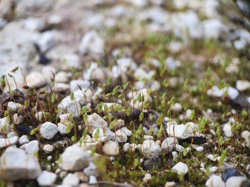 Image of Bicoloured Bryum (Bryum dichotomum) by no rights reserved