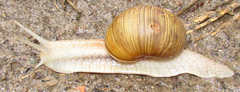 Helix thessalica
