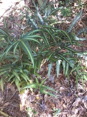 Arachniodes simplicior