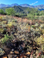 Gasteria brachyphylla
