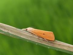 Scirpophaga incertulas