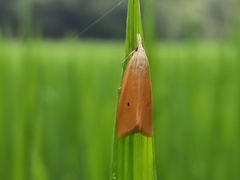 Scirpophaga incertulas