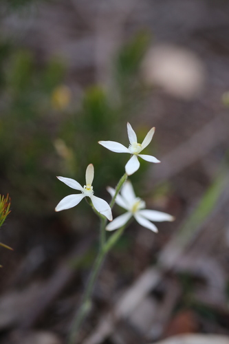 Image of Caladenia marginata by (c) Hugo Innes, some rights reserved (CC BY)