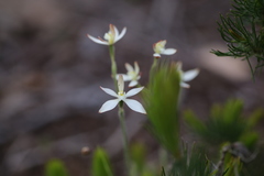 Caladenia marginata