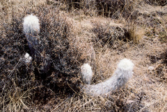 Oreocereus ritteri