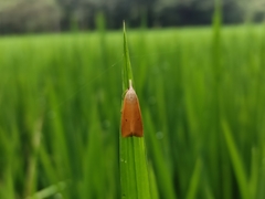 Scirpophaga incertulas