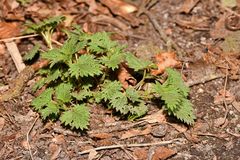 Urtica dioica