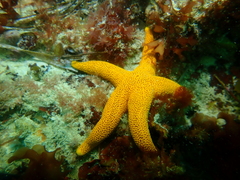 Fromia polypora