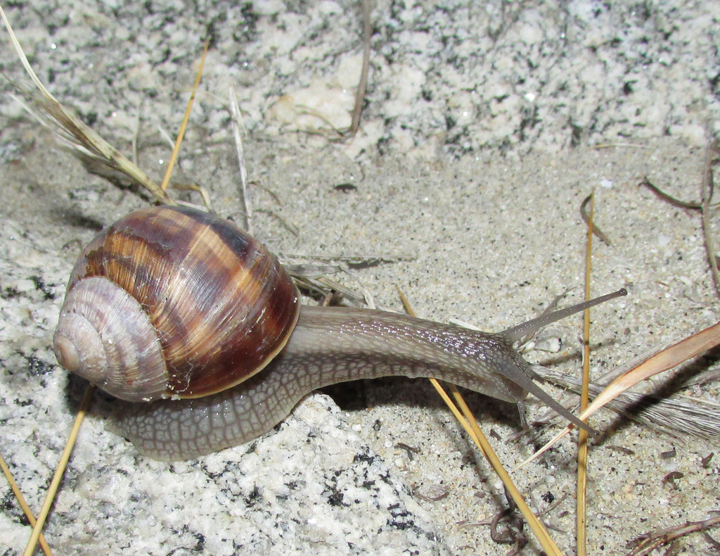 Sporadian Snail