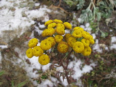 Tanacetum vulgare