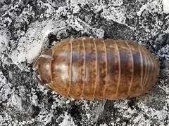 Armadillidium vulgare