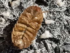 Armadillidium vulgare