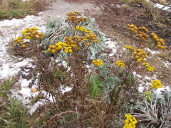 Tanacetum vulgare