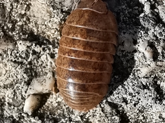 Armadillidium vulgare